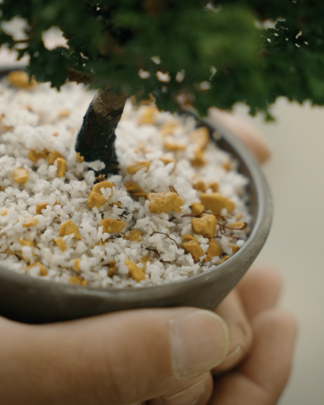 PureGrow Soil Detail